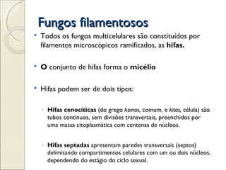 Fungos filamentosos
   Todos os fungos multicelulares são constituídos por
    filamentos microscópicos ramificados, as hifas.

   O conjunto de hifas forma o micélio

   Hifas podem ser de dois tipos:

    ◦ Hifas cenocíticas (do grego koinos, comum, e kitos, célula) são
      tubos contínuos, sem divisões transversais, preenchidos por
      uma massa citoplasmática com centenas de núcleos.


    ◦ Hifas septadas apresentam paredes transversais (septos)
      delimitando compartimentos celulares com um ou dois núcleos,
      dependendo do estágio do ciclo sexual.
 