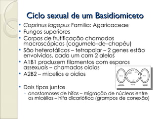 Ciclo sexual de um Basidiomiceto
 Coprinus lagopus Familia: Agaricaceae
 Fungos superiores
 Corpos de frutificação chamados
  macroscópicos (cogumelo–de–chapéu)
 São heterotálicos – tetrapolar – 2 genes estão
  envolvidos, cada um com 2 alelos
 A1B1 produzem filamentos com esporos
  assexuais – chamados oidios
 A2B2 – micelios e oidios

   Dois tipos juntos
    ◦ anastomoses de hifas – migração de núcleos entre
      os micélios – hifa dicariótica (grampos de conexão)
 