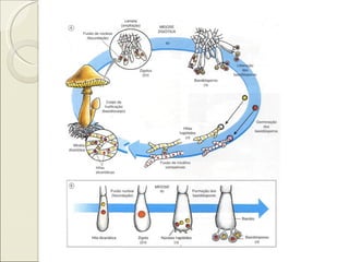 Recombinação em fungos