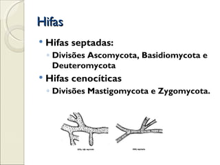 Hifas
   Hifas septadas:
    ◦ Divisões Ascomycota, Basidiomycota e
      Deuteromycota
   Hifas cenocíticas
    ◦ Divisões Mastigomycota e Zygomycota.
 