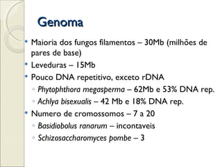 Genoma
   Maioria dos fungos filamentos – 30Mb (milhões de
    pares de base)
   Leveduras – 15Mb
   Pouco DNA repetitivo, exceto rDNA
    ◦ Phytophthora megasperma – 62Mb e 53% DNA rep.
    ◦ Achlya bisexualis – 42 Mb e 18% DNA rep.
   Numero de cromossomos – 7 a 20
    ◦ Basidiobolus ranarum – incontaveis
    ◦ Schizosaccharomyces pombe – 3
 