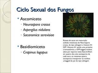 Ciclo Sexual dos Fungos
   Ascomiceto
    ◦ Neurospora crassa
    ◦ Aspergilus nidulans
    ◦ Sacaromice serevisiae
                              Roseta de ascas em maturação
                              (células meióticas) de Neurospora
                              crassa, de tipo selvagem x histona H1
   Basidiomiceto             GFP. Histona H1 sendo uma proteína
                              cromossômica, a GFP-tagged núcleos
    ◦ Cropinus logopus        (dois por esporos nesta fase) brilham
                              em quatro dos oito ascósporos de
                              cada asco; os restantes quatro
                              ascósporos transportar os núcleos
                              untagged do pai do tipo selvagem
 