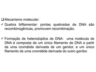 Mecanismo molecular:
 Quebra bifilamentar: pontas quebradas de DNA são
recombinogênicas, promovem recombinação.
 Formação de heterodúplice de DNA: uma molécula de
DNA é composta de um único filamento de DNA a partir
de uma cromátide derivada de um genitor, e um único
filamento de uma cromátide derivada do outro genitor.
 