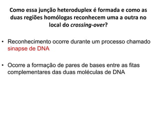 Como essa junção heteroduplex é formada e como as
duas regiões homólogas reconhecem uma a outra no
local do crossing-over?
• Reconhecimento ocorre durante um processo chamado
sinapse de DNA
• Ocorre a formação de pares de bases entre as fitas
complementares das duas moléculas de DNA
 