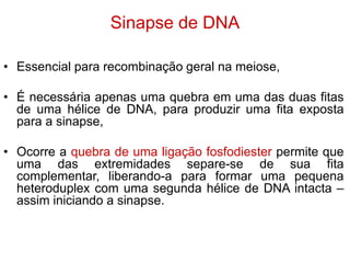 Sinapse de DNA
• Essencial para recombinação geral na meiose,
• É necessária apenas uma quebra em uma das duas fitas
de uma hélice de DNA, para produzir uma fita exposta
para a sinapse,
• Ocorre a quebra de uma ligação fosfodiester permite que
uma das extremidades separe-se de sua fita
complementar, liberando-a para formar uma pequena
heteroduplex com uma segunda hélice de DNA intacta –
assim iniciando a sinapse.
 