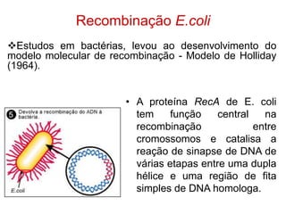 Recombinação E.coli
• A proteína RecA de E. coli
tem função central na
recombinação entre
cromossomos e catalisa a
reação de sinapse de DNA de
várias etapas entre uma dupla
hélice e uma região de fita
simples de DNA homologa.
Estudos em bactérias, levou ao desenvolvimento do
modelo molecular de recombinação - Modelo de Holliday
(1964).
 