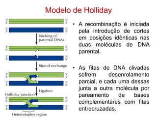 Modelo de Holliday
• A recombinação é iniciada
pela introdução de cortes
em posições idênticas nas
duas moléculas de DNA
parental.
• As fitas de DNA clivadas
sofrem desenrolamento
parcial, e cada uma dessas
junta a outra molécula por
pareamento de bases
complementares com fitas
entrecruzadas.
 