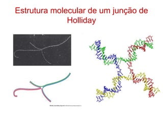 Estrutura molecular de um junção de
Holliday
 