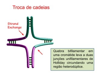 Troca de cadeias
Quebra bifilamentar em
uma cromátide leva a duas
junções unifilamentares de
Holliday circundando uma
região heterodúplice.
 