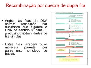 Recombinação por quebra de dupla fita
• Ambas as fitas de DNA
sofrem ressecção por
nucleases que digerem o
DNA no sentido 5’ para 3’,
produzindo extremidades de
fita simples.
• Estas fitas invadem outra
molécula parental por
pareamento homologo de
bases.
 