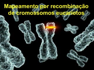 Mapa genético ou cromossômico é a representação da posição dos genes no
cromossomo.
Está diretamente relacionada a taxa de crossing.
Unidades de Recombinação (U.R.) ou Morganídeos (M) são as unidades
usadas para determinar a posição dos genes no cromossomo e correspondem
a taxa de crossing.
Mapeamento por recombinação
de cromossomos eucariotos
 