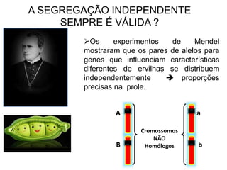 A SEGREGAÇÃO INDEPENDENTE
SEMPRE É VÁLIDA ?
Os experimentos de Mendel
mostraram que os pares de alelos para
genes que influenciam características
diferentes de ervilhas se distribuem
independentemente  proporções
precisas na prole.
Cromossomos
NÃO
Homólogos
A
B
a
b
 