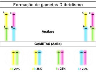 AB 25% Ab 25% Ba 25% ba 25%
A
B
a
b
GAMETAS (AaBb)
a
B
A
b
Anáfase
 