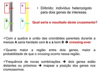 • Diíbrido: indivíduo heterozigoto
para dois genes de interesse.
A
B
a
b
Com a quebra e união das cromátides parentais durante a
meiose A seria herdado com b e a bom B  crossing-over
Quanto maior a região entre dois genes, maior a
probabilidade de que o crossing ocorra nessa região.
Frequência de novas combinações  dois genes estão
distantes ou próximos  mapear a posição dos genes nos
cromossomos.
Qual seria o resultado deste cruzamento?
 