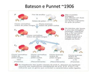 Bateson e Punnet ~1906
 