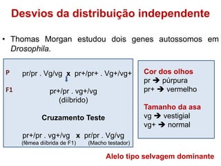 • Thomas Morgan estudou dois genes autossomos em
Drosophila.
Desvios da distribuição independente
pr/pr . Vg/vg x pr+/pr+ . Vg+/vg+
pr+/pr . vg+/vg
(diíbrido)
Cruzamento Teste
pr+/pr . vg+/vg x pr/pr . Vg/vg
(fêmea diíbrida de F1) (Macho testador)
P
F1
Cor dos olhos
pr  púrpura
pr+  vermelho
Tamanho da asa
vg  vestigial
vg+  normal
Alelo tipo selvagem dominante
 