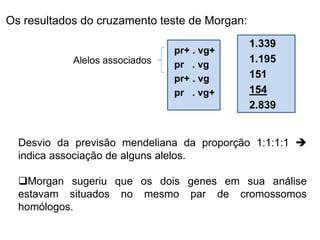 Os resultados do cruzamento teste de Morgan:
pr+ . vg+
pr . vg
pr+ . vg
pr . vg+
1.339
1.195
151
154
2.839
Desvio da previsão mendeliana da proporção 1:1:1:1 
indica associação de alguns alelos.
Morgan sugeriu que os dois genes em sua análise
estavam situados no mesmo par de cromossomos
homólogos.
Alelos associados
 