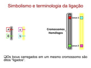 Simbolismo e terminologia da ligação
Os locus carregados em um mesmo cromossomo são
ditos "ligados“.
A
B
a
b
Cromossomos
Homólogos
Locus 1
Locus 2
 