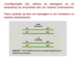 configuração Cis: ambos os selvagens ou os
recessivos se encontram em um mesmo cromossomo.
Trans quando se tem um selvagem e um recessivo no
mesmo cromossomo.
 