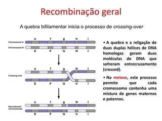 Recombinação geral
• A quebra e a religação de
duas duplas hélices de DNA
homologas geram duas
moléculas de DNA que
sofreram entrecruzamento
(crossed).
• Na meiose, este processo
permite que cada
cromossomo contenha uma
mistura de genes maternos
e paternos.
A quebra bifilamentar inicia o processo de crossing-over
 