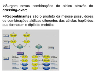 Surgem novas combinações de alelos através do
crossing-over;
Recombinantes são o produto da meiose possuidores
de combinações alélicas diferentes das células haplóides
que formaram o diplóide meiótico
 