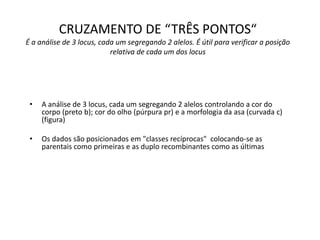 CRUZAMENTO DE “TRÊS PONTOS“
É a análise de 3 locus, cada um segregando 2 alelos. É útil para verificar a posição
relativa de cada um dos locus
• A análise de 3 locus, cada um segregando 2 alelos controlando a cor do
corpo (preto b); cor do olho (púrpura pr) e a morfologia da asa (curvada c)
(figura)
• Os dados são posicionados em "classes recíprocas" colocando-se as
parentais como primeiras e as duplo recombinantes como as últimas
 