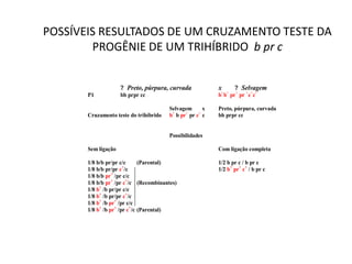 POSSÍVEIS RESULTADOS DE UM CRUZAMENTO TESTE DA
PROGÊNIE DE UM TRIHÍBRIDO b pr c
? Preto, púrpura, curvada x ? Selvagem
P1 bb prpr cc b+
b+
pr+
pr +
c+
c+
Selvagem x Preto, púrpura, curvada
Cruzamento teste do trihíbrido b+
b pr+
pr c+
c bb prpr cc
Possibilidades
Sem ligação Com ligação completa
1/8 b/b pr/pr c/c (Parental) 1/2 b pr c / b pr c
1/8 b/b pr/pr c+
/c 1/2 b+
pr+
c+
/ b pr c
1/8 b/b pr+
/pr c/c
1/8 b/b pr+
/pr c+
/c (Recombinantes)
1/8 b+
/b pr/pr c/c
1/8 b+
/b pr/pr c+
/c
1/8 b+
/b pr+
/pr c/c
1/8 b+
/b pr+
/pr c+
/c (Parental)
 