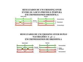 RESULTADOS DE UM CROSSING OVER
ENTRE OS LOCUS PRETOS E PÚRPURA
EM CROMOSSOMOS DROSÓFILA
RESULTADOS DE UM CROSSING OVER DUPLO
NAS REGIÕES b - pr - c
EM CROMOSSOMOS DE DROSÓFILA
 