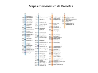 Mapa cromossômico de Drosófila
 