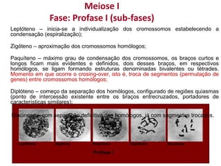 DiacineseZigóteno Diplóteno
Prófase I
PaquítenoLeptóteno
Meiose I
Fase: Profase I (sub-fases)
Leptóteno – inicia-se a individualização dos cromossomos estabelecendo a
condensação (espiralização);
Zigóteno – aproximação dos cromossomos homólogos;
Paquíteno – máximo grau de condensação dos cromossomos, os braços curtos e
longos ficam mais evidentes e definidos, dois desses braços, em respectivos
homólogos, se ligam formando estruturas denominadas bivalentes ou tétrades.
Momento em que ocorre o crosing-over, isto é, troca de segmentos (permutação de
genes) entre cromossomos homólogos;
Diplóteno – começo da separação dos homólogos, configurado de regiões quiasmas
(ponto de intercessão existente entre os braços entrecruzados, portadores de
características similares);
Diacinese – com separação definitiva dos homólogos, já com segmentos trocados.
 
