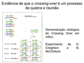 Evidência de que o crossing-over é um processo
de quebra e reunião
Demonstração citológica
do Crossing Over em
milho.
Experimento de H.
Creighton e B.
McClintock.
 