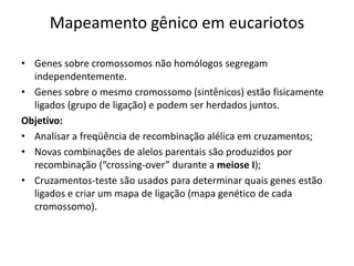 Mapeamento gênico em eucariotos
• Genes sobre cromossomos não homólogos segregam
independentemente.
• Genes sobre o mesmo cromossomo (sintênicos) estão fisicamente
ligados (grupo de ligação) e podem ser herdados juntos.
Objetivo:
• Analisar a freqüência de recombinação alélica em cruzamentos;
• Novas combinações de alelos parentais são produzidos por
recombinação (“crossing-over” durante a meiose I);
• Cruzamentos-teste são usados para determinar quais genes estão
ligados e criar um mapa de ligação (mapa genético de cada
cromossomo).
 