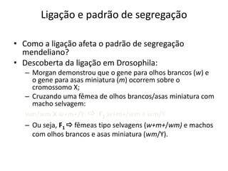Ligação e padrão de segregação
• Como a ligação afeta o padrão de segregação
mendeliano?
• Descoberta da ligação em Drosophila:
– Morgan demonstrou que o gene para olhos brancos (w) e
o gene para asas miniatura (m) ocorrem sobre o
cromossomo X;
– Cruzando uma fêmea de olhos brancos/asas miniatura com
macho selvagem:
wm/wm X w+m+/Y  F1 w+m+/wm e wm/Y
– Ou seja, F1  fêmeas tipo selvagens (w+m+/wm) e machos
com olhos brancos e asas miniatura (wm/Y).
 