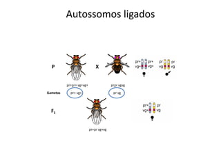 Autossomos ligados
P
pr+pr+ vg+vg+ prpr vgvg
Gametas pr+ vg+ pr vg
F1
pr+pr vg+vg
X
 