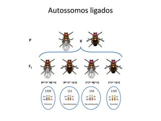 Autossomos ligados
XP
pr+pr vg+vg pr+pr vgvg prpr vg+vg prpr vgvg
F1
1339
Parental
151
Recombinante
154
Recombinante
1195
Parental
 