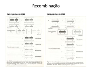 Recombinação
Intercromossômica Intracromossômica
 