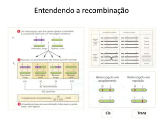 Entendendo a recombinação
Cis Trans
 