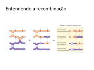 Entendendo a recombinação
 