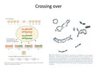 Crossing over
 