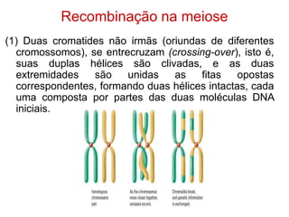 Recombinação na meiose
(1) Duas cromatides não irmãs (oriundas de diferentes
cromossomos), se entrecruzam (crossing-over), isto é,
suas duplas hélices são clivadas, e as duas
extremidades são unidas as fitas opostas
correspondentes, formando duas hélices intactas, cada
uma composta por partes das duas moléculas DNA
iniciais.
 