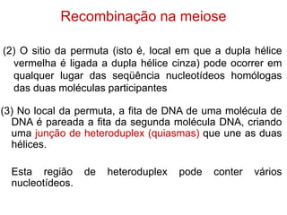 Recombinação na meiose
(2) O sitio da permuta (isto é, local em que a dupla hélice
vermelha é ligada a dupla hélice cinza) pode ocorrer em
qualquer lugar das seqüência nucleotídeos homólogas
das duas moléculas participantes
(3) No local da permuta, a fita de DNA de uma molécula de
DNA é pareada a fita da segunda molécula DNA, criando
uma junção de heteroduplex (quiasmas) que une as duas
hélices.
Esta região de heteroduplex pode conter vários
nucleotídeos.
 