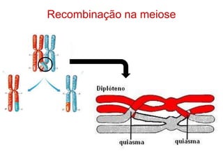 Recombinação na meiose
 
