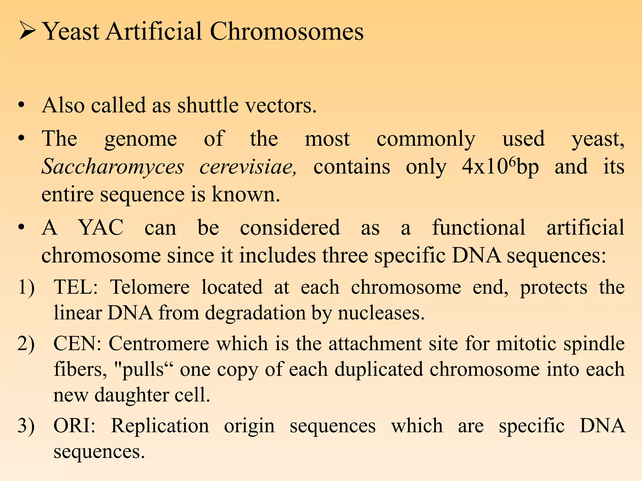 Yeast Artificial Chromosomes
• Also called as shuttle vectors.
• The genome of the most commonly used yeast,
Saccharomyces cerevisiae, contains only 4x106bp and its
entire sequence is known.
• A YAC can be considered as a functional artificial
chromosome since it includes three specific DNA sequences:
1) TEL: Telomere located at each chromosome end, protects the
linear DNA from degradation by nucleases.
2) CEN: Centromere which is the attachment site for mitotic spindle
fibers, "pulls“ one copy of each duplicated chromosome into each
new daughter cell.
3) ORI: Replication origin sequences which are specific DNA
sequences.
 