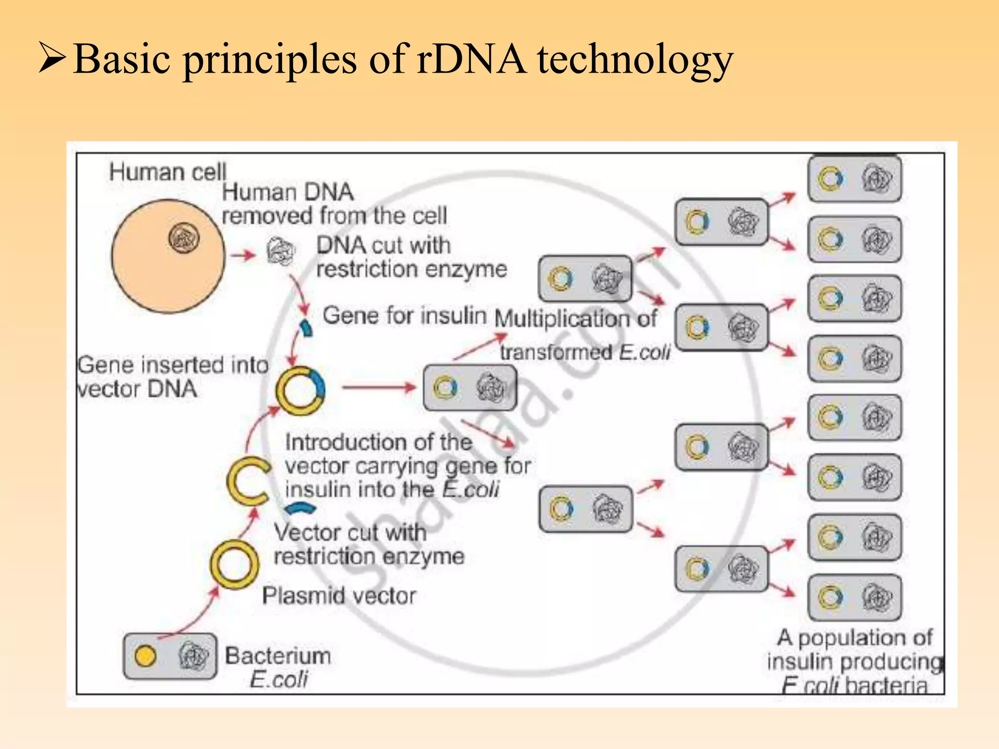Basic principles of rDNA technology
 