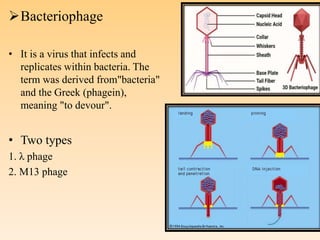 Bacteriophage
• It is a virus that infects and
replicates within bacteria. The
term was derived from"bacteria"
and the Greek (phagein),
meaning "to devour".
• Two types
1. λ phage
2. M13 phage
 