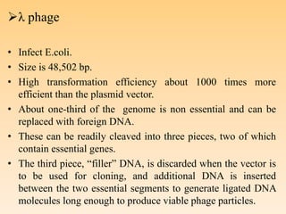 λ phage
• Infect E.coli.
• Size is 48,502 bp.
• High transformation efficiency about 1000 times more
efficient than the plasmid vector.
• About one-third of the genome is non essential and can be
replaced with foreign DNA.
• These can be readily cleaved into three pieces, two of which
contain essential genes.
• The third piece, “filler” DNA, is discarded when the vector is
to be used for cloning, and additional DNA is inserted
between the two essential segments to generate ligated DNA
molecules long enough to produce viable phage particles.
 