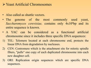 Yeast Artificial Chromosomes
• Also called as shuttle vectors.
• The genome of the most commonly used yeast,
Saccharomyces cerevisiae, contains only 4x106bp and its
entire sequence is known.
• A YAC can be considered as a functional artificial
chromosome since it includes three specific DNA sequences:
1) TEL: Telomere located at each chromosome end, protects the
linear DNA from degradation by nucleases.
2) CEN: Centromere which is the attachment site for mitotic spindle
fibers, "pulls“ one copy of each duplicated chromosome into each
new daughter cell.
3) ORI: Replication origin sequences which are specific DNA
sequences.
 