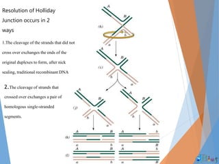 Resolution of Holliday
Junction occurs in 2
ways
1.The cleavage of the strands that did not
cross over exchanges the ends of the
original duplexes to form, after nick
sealing, traditional recombinant DNA
2.The cleavage of strands that
crossed over exchanges a pair of
homologous single-stranded
segments.
 