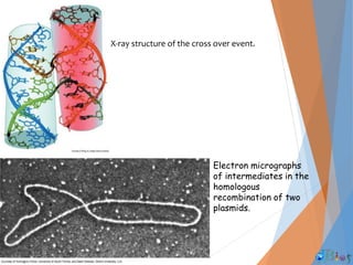 X-ray structure of the cross over event.
Electron micrographs
of intermediates in the
homologous
recombination of two
plasmids.
 