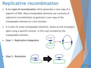 Replicative recombination
 It is a type of recombination which generates a new copy of a
segment of DNA. Many transposable elements use a process of
replicative recombination to generate a new copy of the
transposable element at a new location.
 It is seen for some transposable elements, shown as red rectangles,
again using a specific enzyme, in this case encoded by the
transposable element.
 Step 1 - Replicative Integration
 Step 2 - Resolution
 